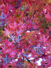 Plaza de otoño 1