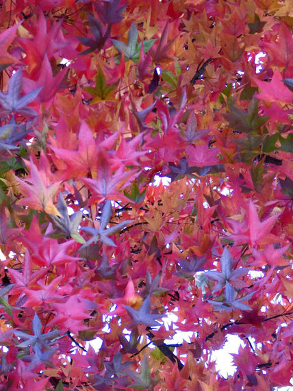 Plaza de otoño 1