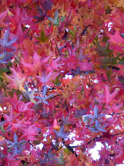 Plaza de otoño 1 