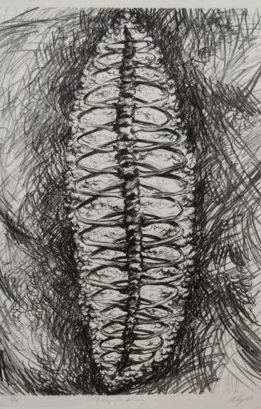 radiografia del maiz