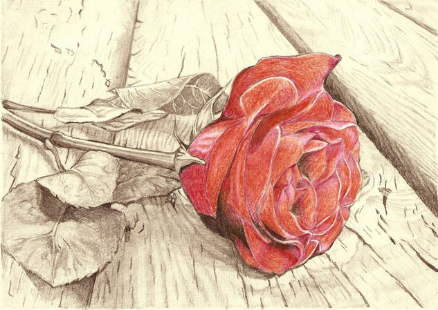 Rosa Pencil (coloured) Paper Floral Painting