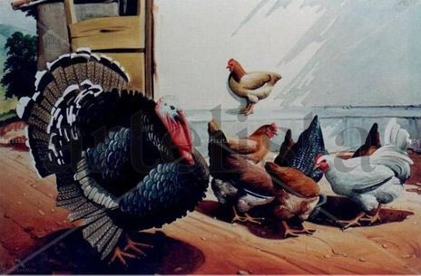 Gallinero