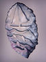 Marea