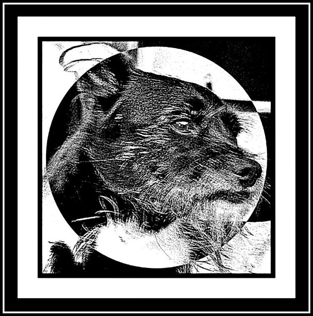 2010/D 06    NUESTRO PERRITO "ELMER"