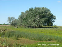 Alamos en primavera