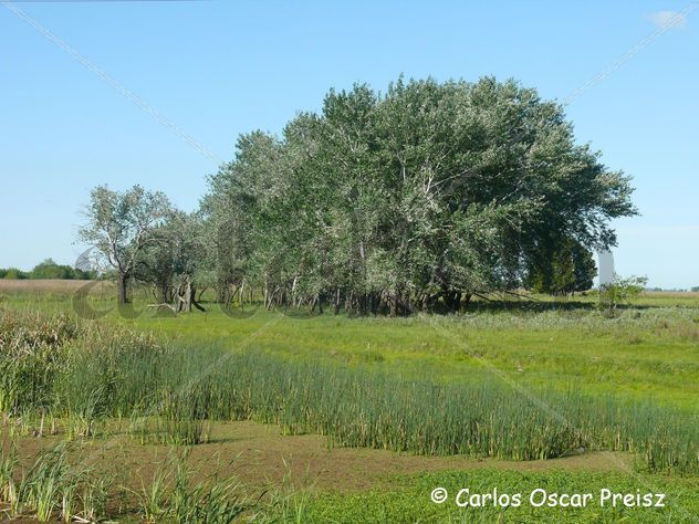 ALAMOS EN PRIMAVERA