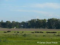 Paisaje campero