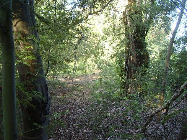 bosque encantado 