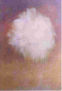 Flor pelusilla