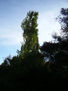 arboretrum