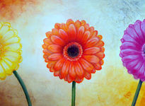 Gerberas