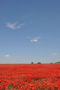 Amapolas II