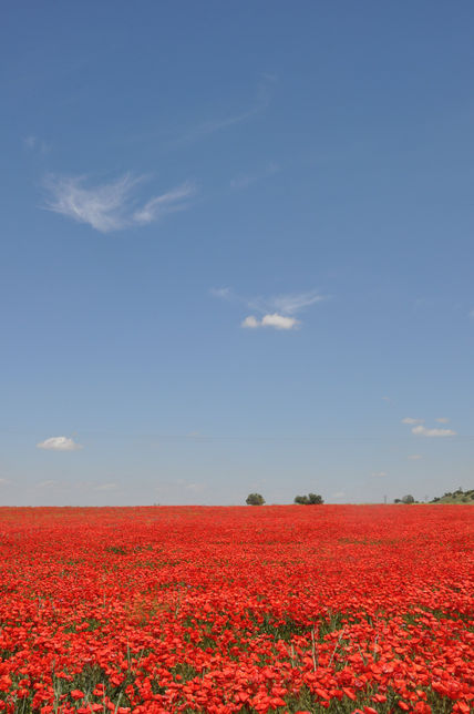 Amapolas II