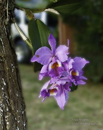 Orquideas