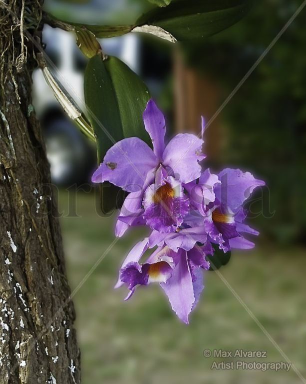 Orquideas