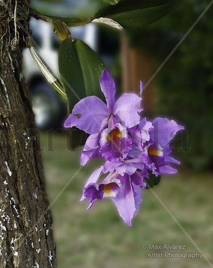 Orquideas Naturaleza Color (Digital)