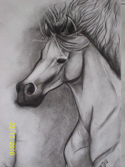 caballo 5 