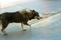 Lobo en las calles