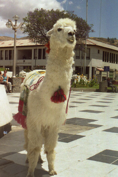 Llama en la ciudad