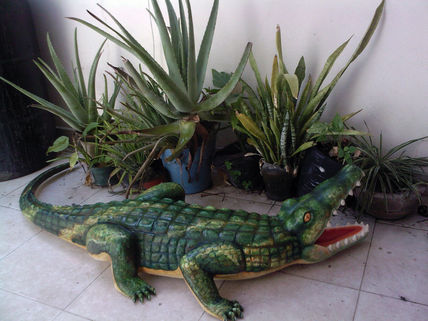Cocodrilo