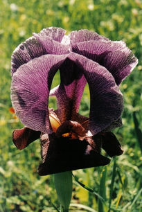 Iris