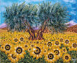 Olivo  entre girasoles