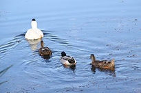 Cria de patos