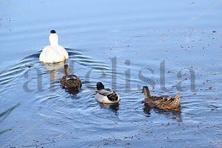 cria de patos