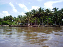 Palmeras