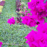 Arboles y Flores thumbnail 1