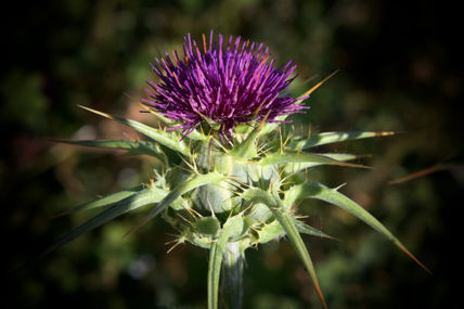 Cardo