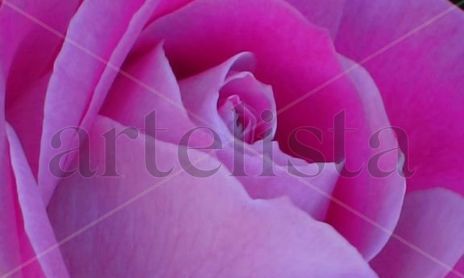 Rosas.
