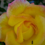 Rosas. thumbnail 1