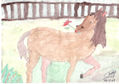 Caballo