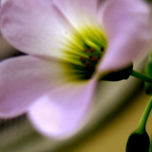 Macros. thumbnail 2