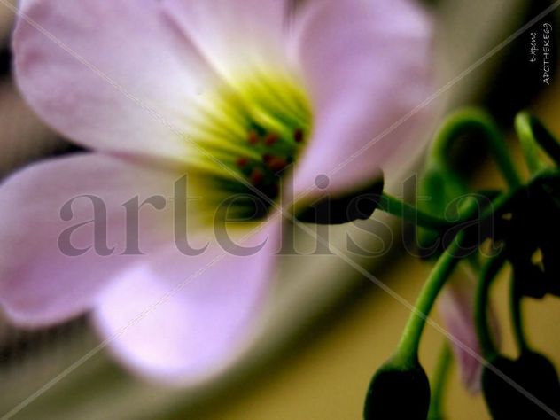 Macro