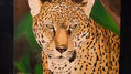 YAGUARETE- ANIMALES DEL NOROESTE ARGENTINO