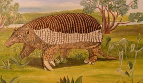 ANIMALES DEL NOROESTE ARGENTINO