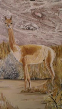 Vicuña