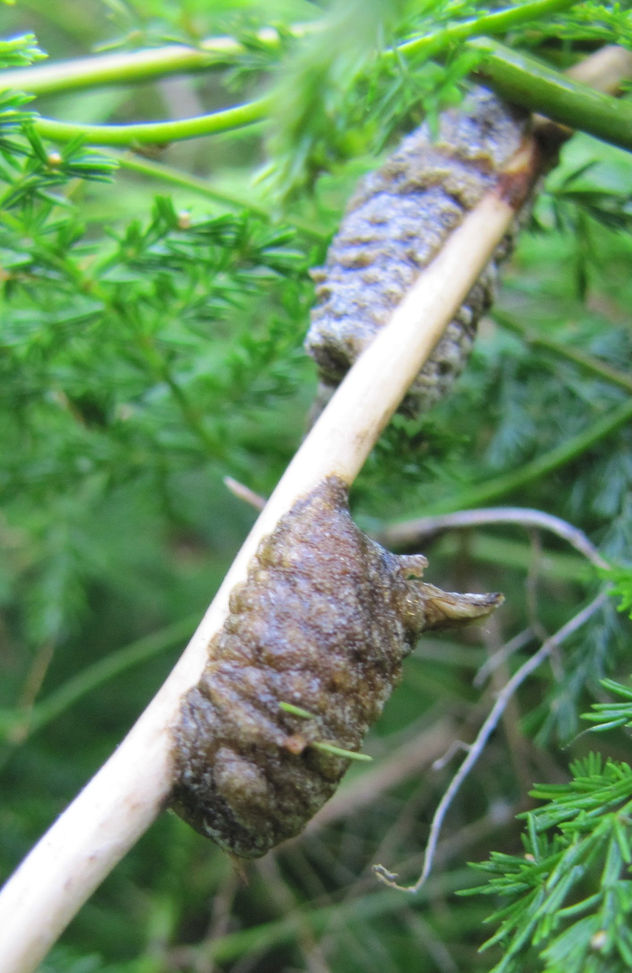 OOTECA DE MANTIS - INSECTOS DE ARGENTINA