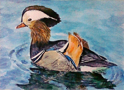 Pato mandarin