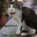 Animalario thumbnail 1
