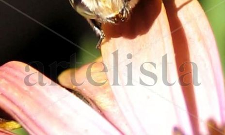 Serie Abejas.