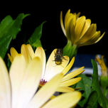 Macros. thumbnail 1