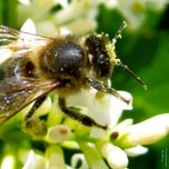 Serie Abejas. thumbnail 1
