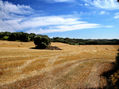 Campo amarillo (30x40)