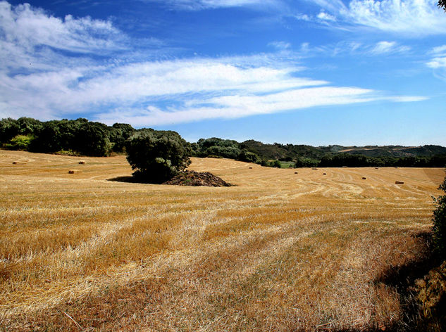 Campo amarillo (30x40) Otras temáticas Color (Digital)