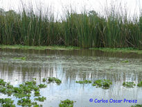 Repollitos de agua