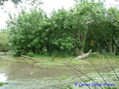 ARBOL CAIDO