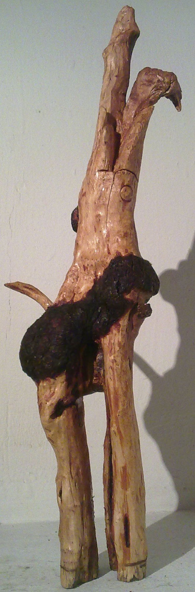 TITACOQUETA
